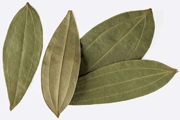 Bay Leaf / Daun Bay / তেজ পাতা